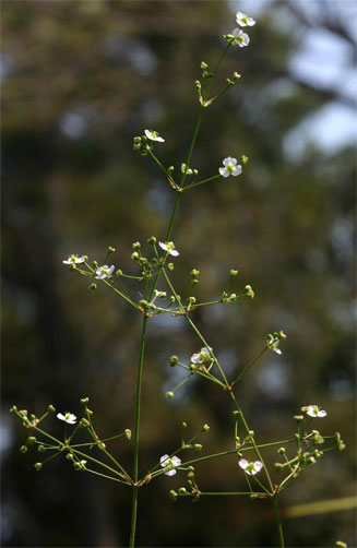 Alisma plantago-aquatica