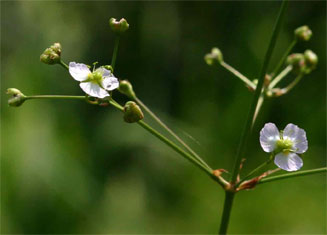 Alisma plantago-aquatica