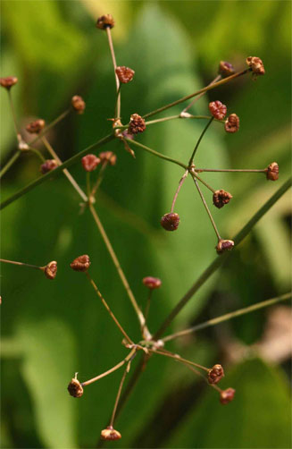 Alisma plantago-aquatica