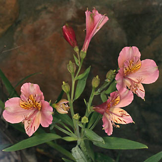 Alstroemeria aurea (Peruvian lily)