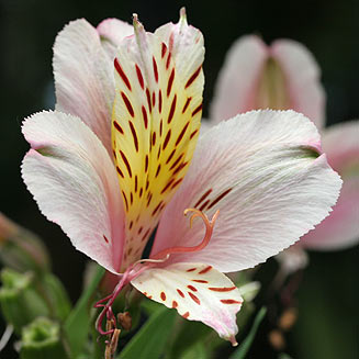 Alstroemeria aurea (Peruvian lily)