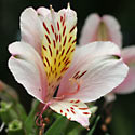 Alstroemeria aurea (Peruvian lily, Chilean lily)