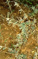 Atriplex semibaccata