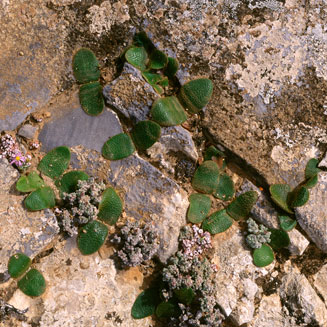 Brunsvigia radula 
