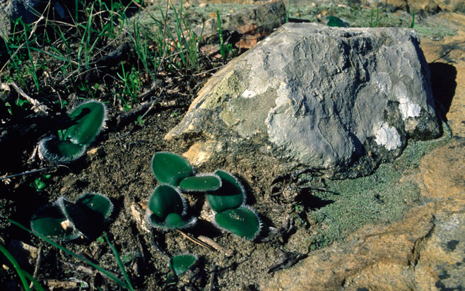 Strumaria leipoldtii