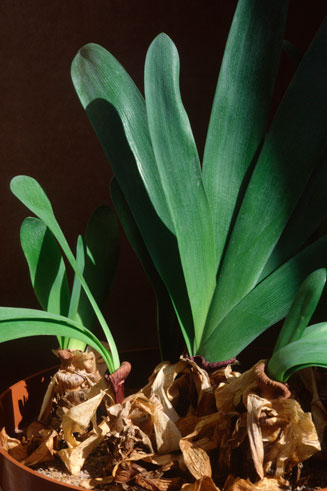 Strumaria truncata (Namaqualand Snowdrop)