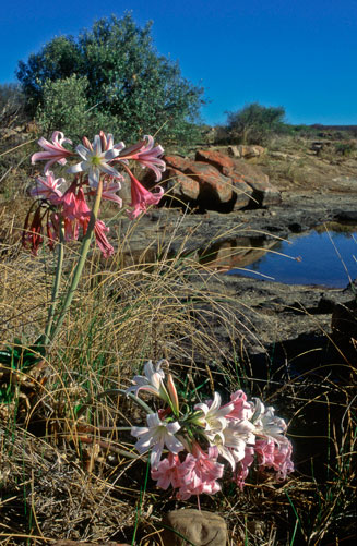 Crinum variabile (River lily)