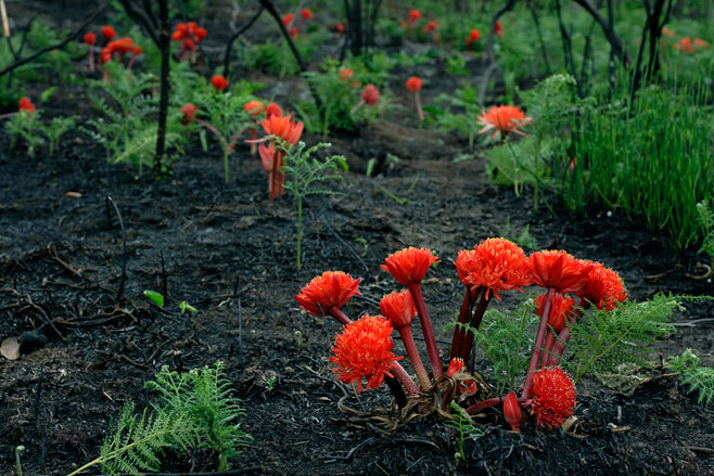 Haemanthus canaliculatus
