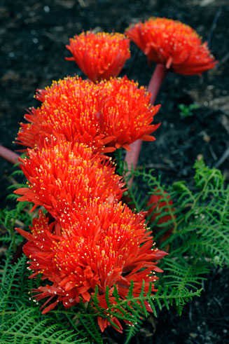Haemanthus canaliculatus