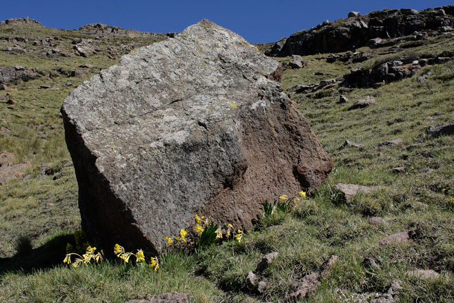 Cyrtanthus flanaganii (Yellow dobo lily)