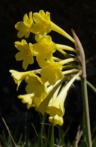 Cyrtanthus flanaganii (Yellow dobo lily)
