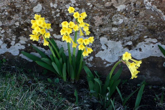 Cyrtanthus flanaganii (Yellow dobo lily)
