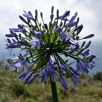 Agapanthus praecox