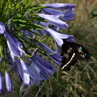 Agapanthus praecox