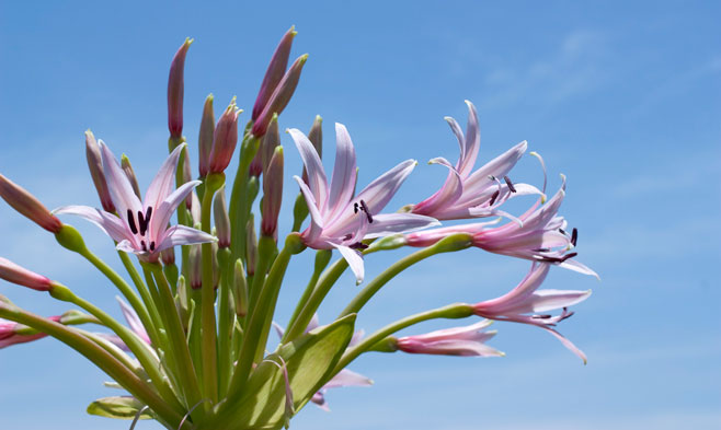 Brunsvigia natalensis (Natal candelabra flower)