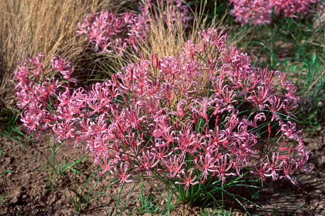 Nerine gaberonensis