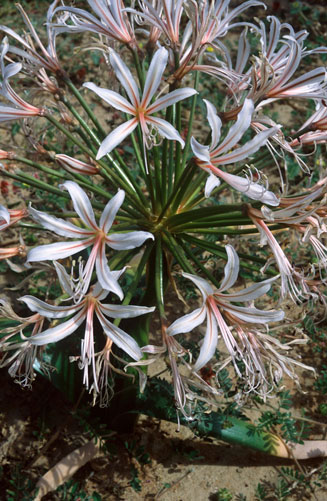 Nerine laticoma