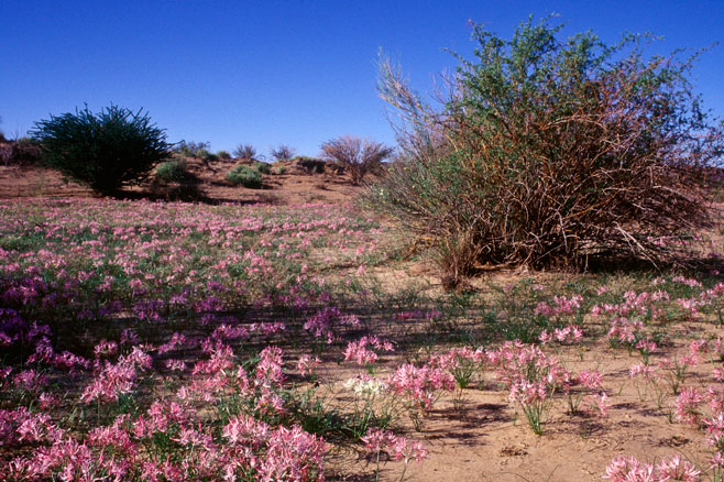 Nerine laticoma