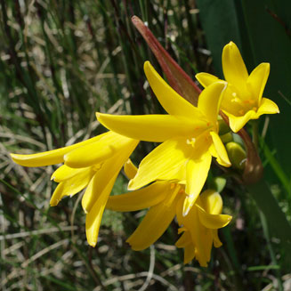 Cyrtanthus breviflorus (Yellow Fire Lily, Wild Crocus)