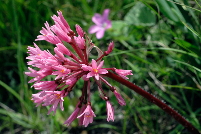 Haemanthus carneus