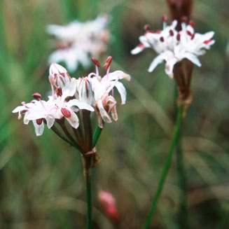 Nerine rehmannii 