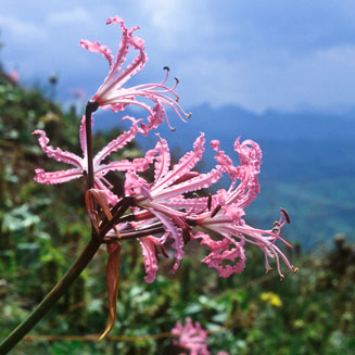Nerine bowdenii (Large Pink Nerine)