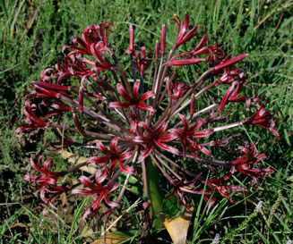Nerine huttoniae