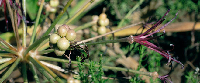 Nerine huttoniae