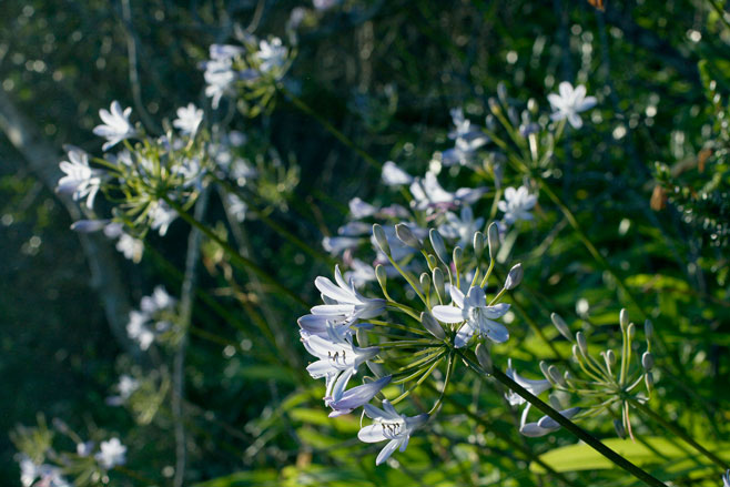 Agapanthus praecox