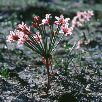 Hessea cinnamomea
