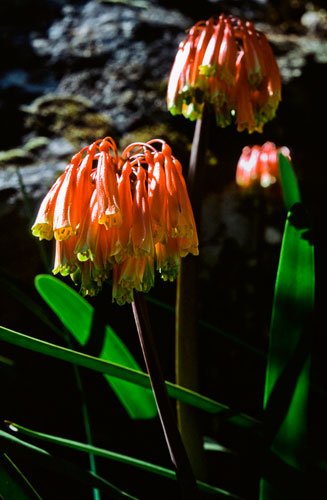 Clivia mirabilis