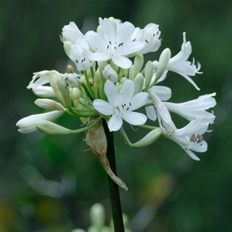 Agapanthus praecox
