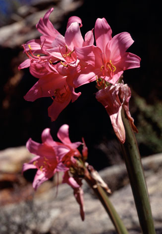Amaryllis paradisicola
