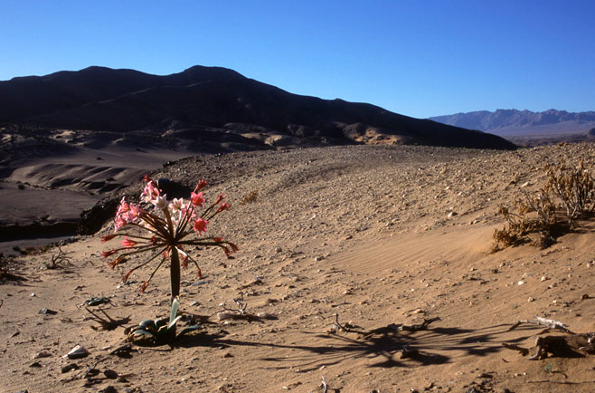 Ammocharis longifolia