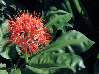 Scadoxus multiflorus subsp. katharinae (Katherine wheel, Blood flower)