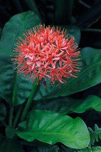 Scadoxus multiflorus subsp. katharinae (Katherine wheel, Blood flower)
