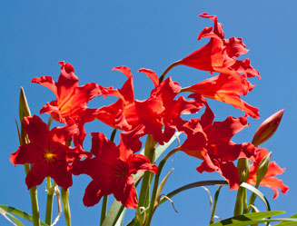 Cyrtanthus sanguineus (Large red cyrtanthus, Inanda lily, Kei lily)