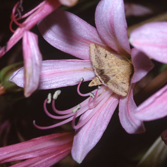 Brunsvigia bosmaniae