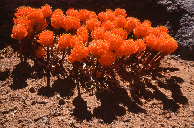 Haemanthus crispus 