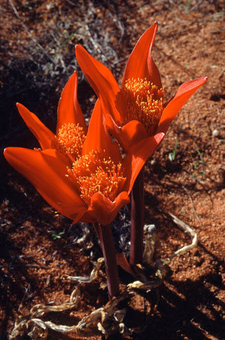 Haemanthus pubescens
