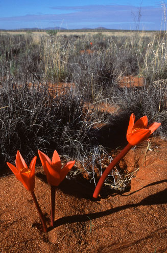 Haemanthus pubescens
