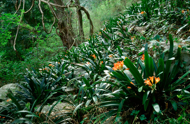 Clivia miniata (Bush lily, St John's lily, Clivia, Fire lily)