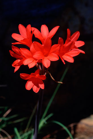 Cyrtanthus wellandii