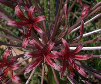 Nerine huttoniae