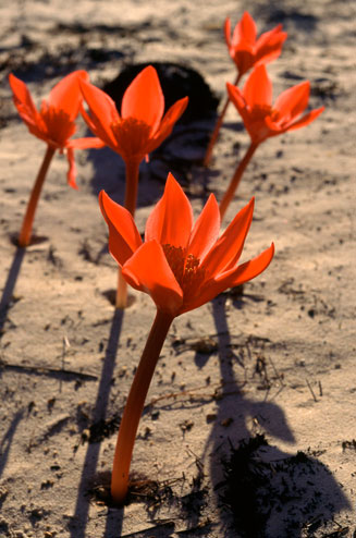 Haemanthus pubescens