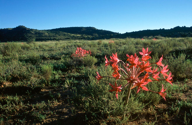 Brunsvigia radulosa (Candelabra flower)