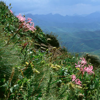 Nerine bowdenii (Large Pink Nerine)