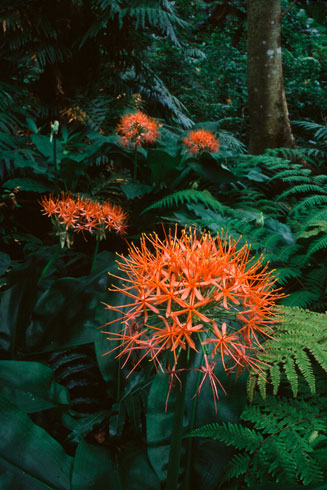 Scadoxus multiflorus subsp. katharinae (Katherine wheel, Blood flower)