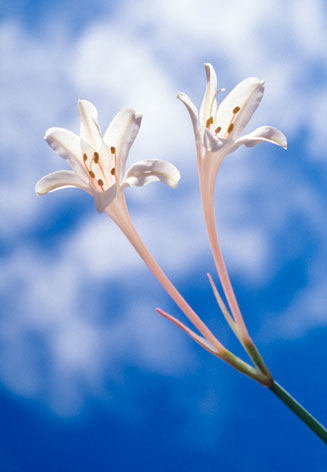 Cyrtanthus leptosiphon