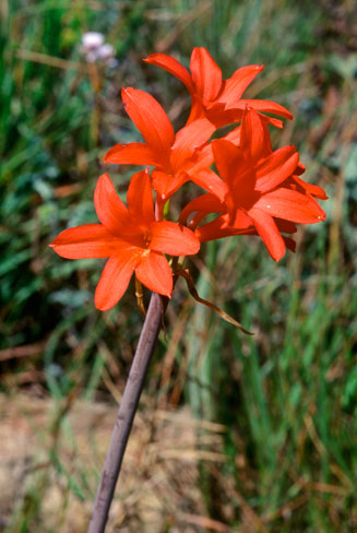 Cyrtanthus wellandii